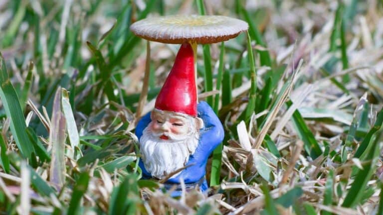 Garden gnome with red pointed hat and blue outfit sitting under small mushroom shelter among green plants