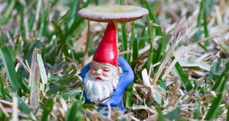 Garden gnome with red pointed hat and blue outfit sitting under small mushroom shelter among green plants