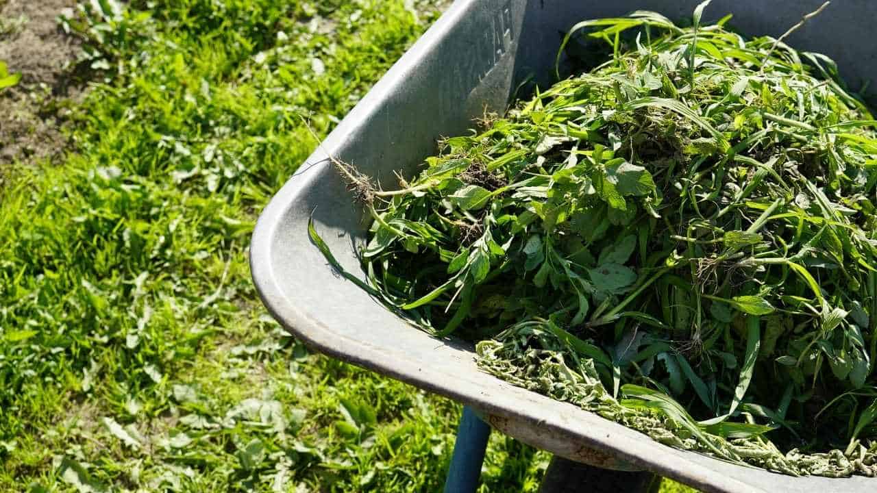 grass clippings benefits