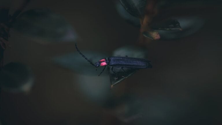 insects that rely on natural darkness for orientation