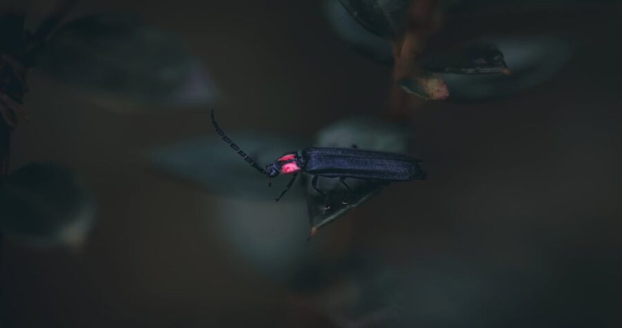 insects that rely on natural darkness for orientation