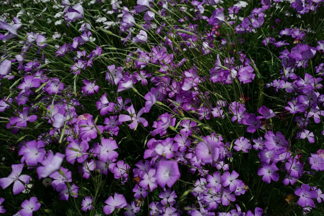 Dense field of purple wild violets flowers with white centers on thin green stems, creating a carpet-like appearance in natural lighting