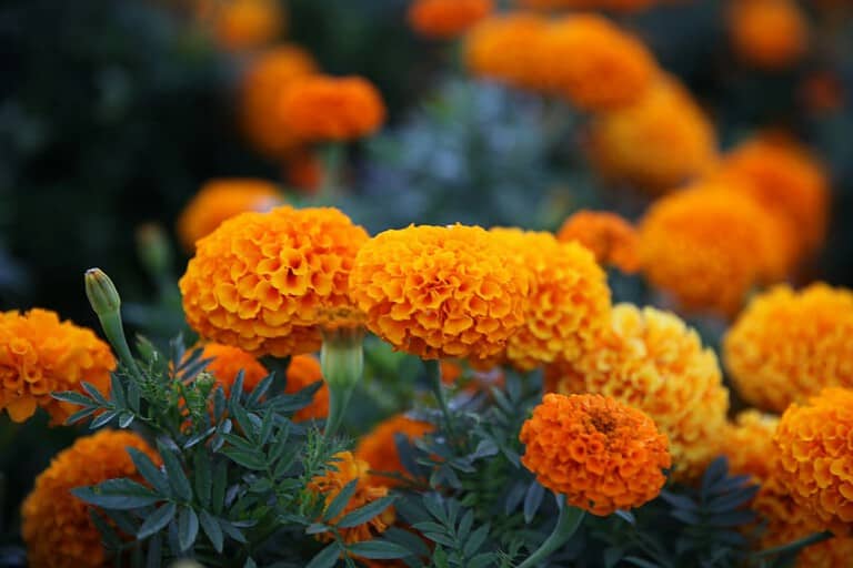 Vibrant orange marigold flowers with densely packed petals growing among dark green foliage in a garden