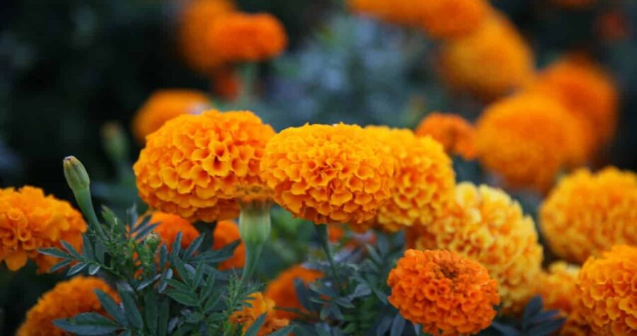 Vibrant orange marigold flowers with densely packed petals growing among dark green foliage in a garden
