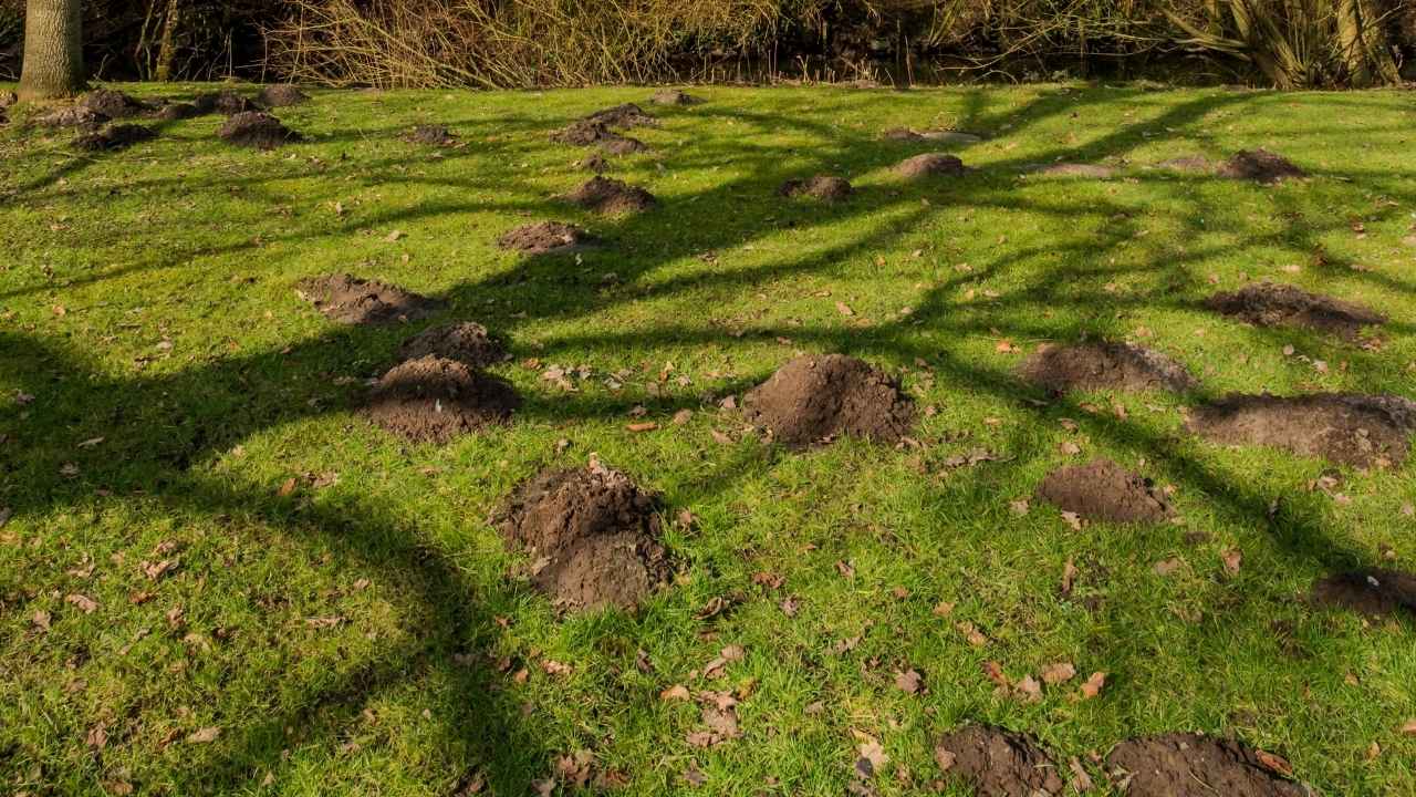 molehills in grass