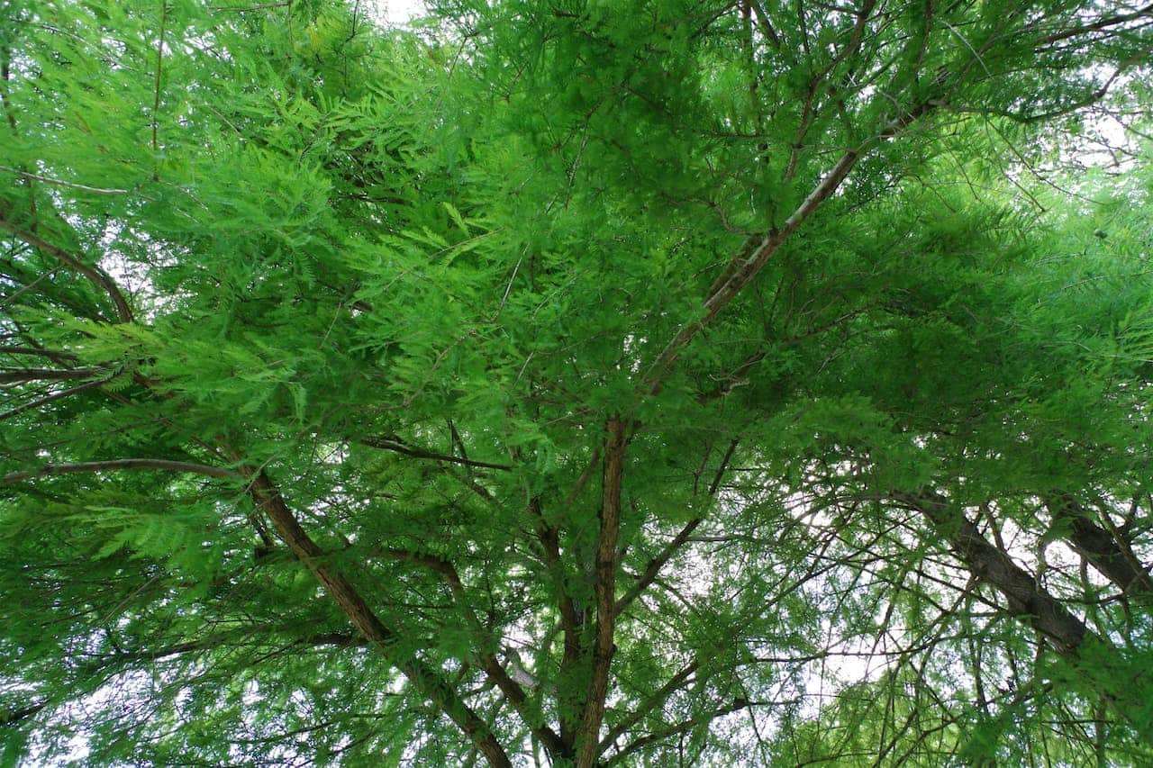 Looking upward through feathery green foliage of Southern Wood-Fern, brown branches visible against bright sky
