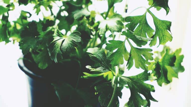 Fresh parsley plant with vibrant green leaves growing in a pot, close-up view of serrated leaf edges, bright natural lighting