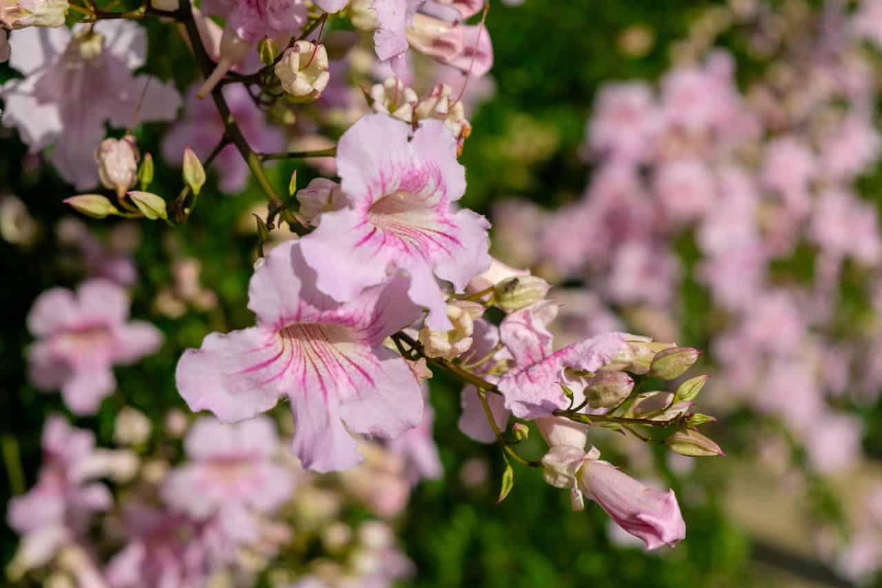Close-up of pale pink Mexican Purple Bell Vine (Podranea ricasoliana) flowers with darker pink veins and unopened buds against blurred green background