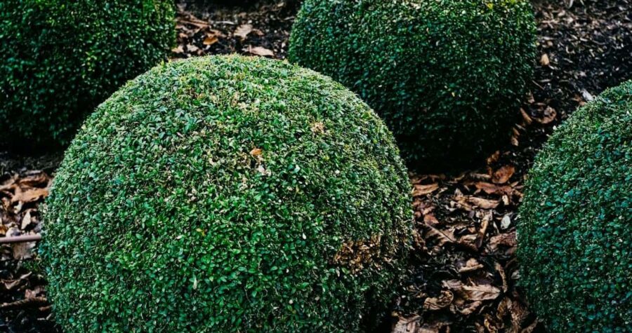 Precisely trimmed spherical boxwood shrubs arranged in formal garden with brown fallen leaves covering soil between plants