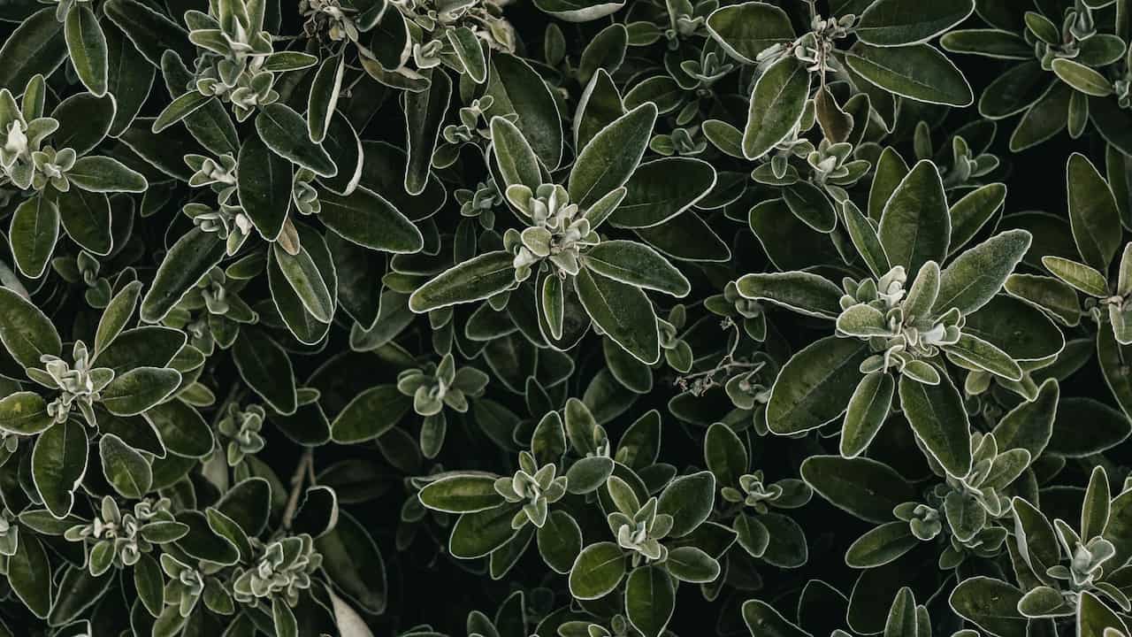 Dense cluster of dark green leaves with soft, velvety texture and light-colored edges, viewed from above, forming a lush foliage pattern