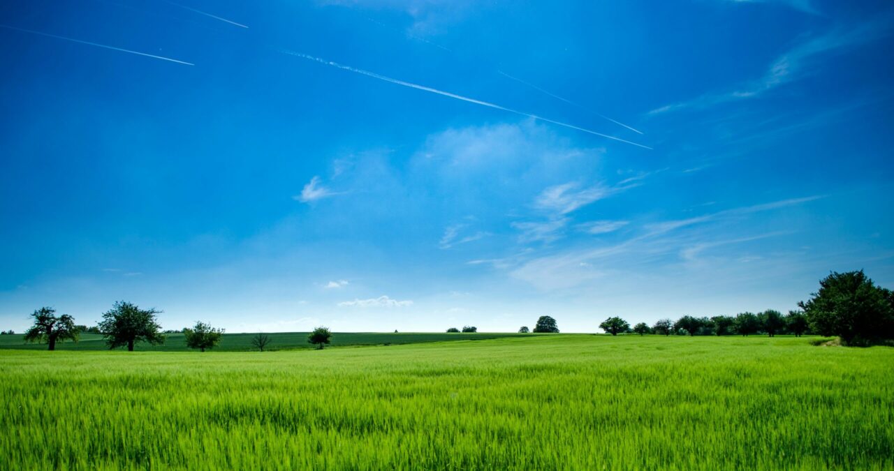 Vast green field with healthy grass as ground cover, scattered trees in the distance, clear blue sky with a few clouds, two aircraft contrails crossing the sky
