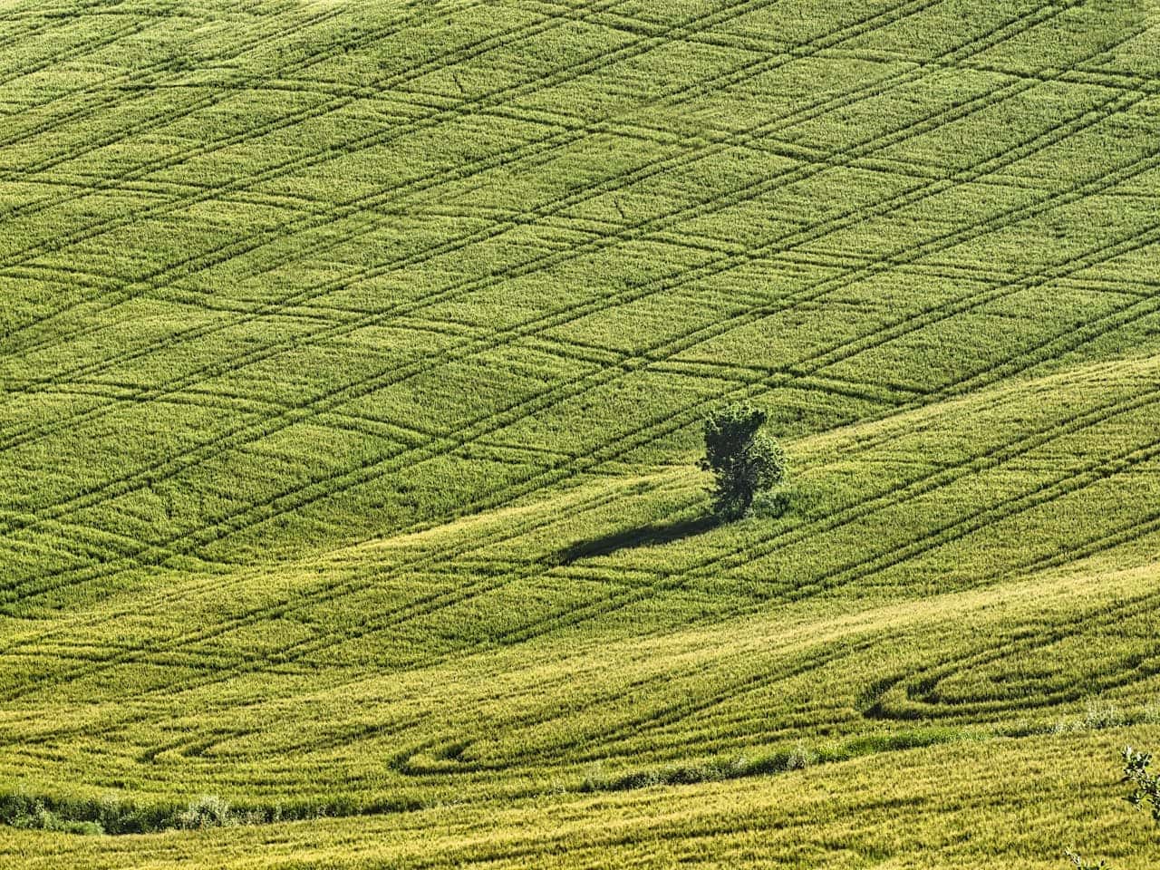 Aerial view of rolling green agricultural field with mowing patterns, solitary tree casting long shadow, gently sloping hillside landscape, golden-green farmland