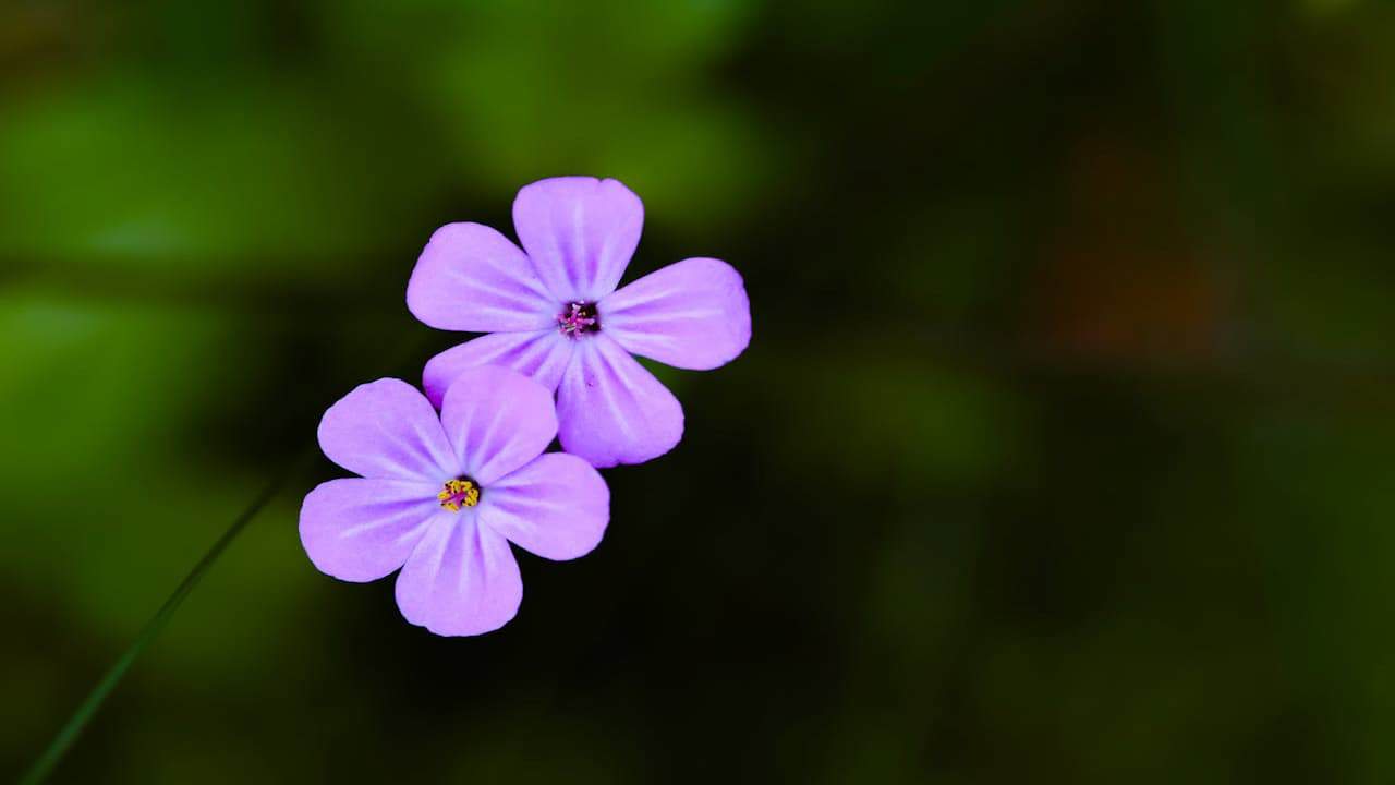 Two delicate perfumed phlox with five petals each, displaying yellow and purple centers against a blurred green background