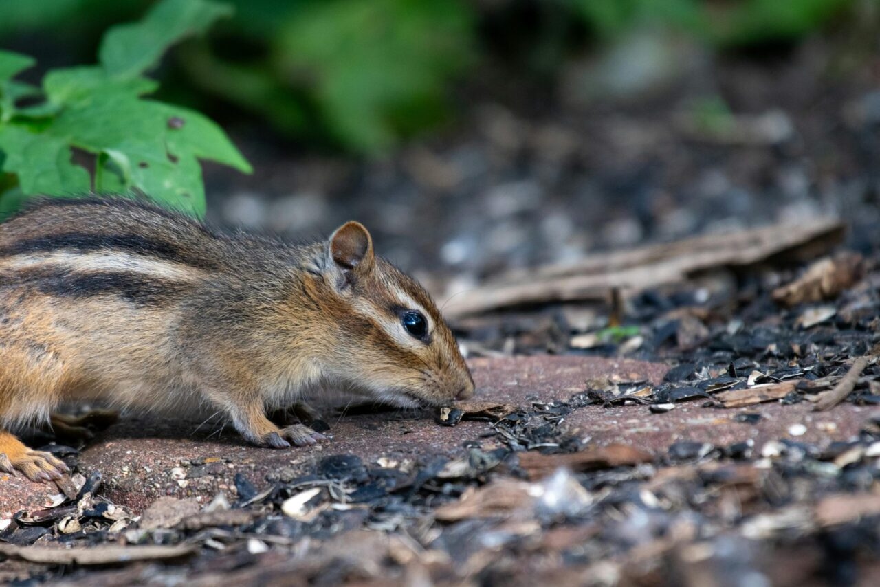 Chipmunk with brown fur and black stripes, crouched on the ground, sniffing or eating among dried leaves and seed shells, forest floor setting, green foliage in background, side profile view