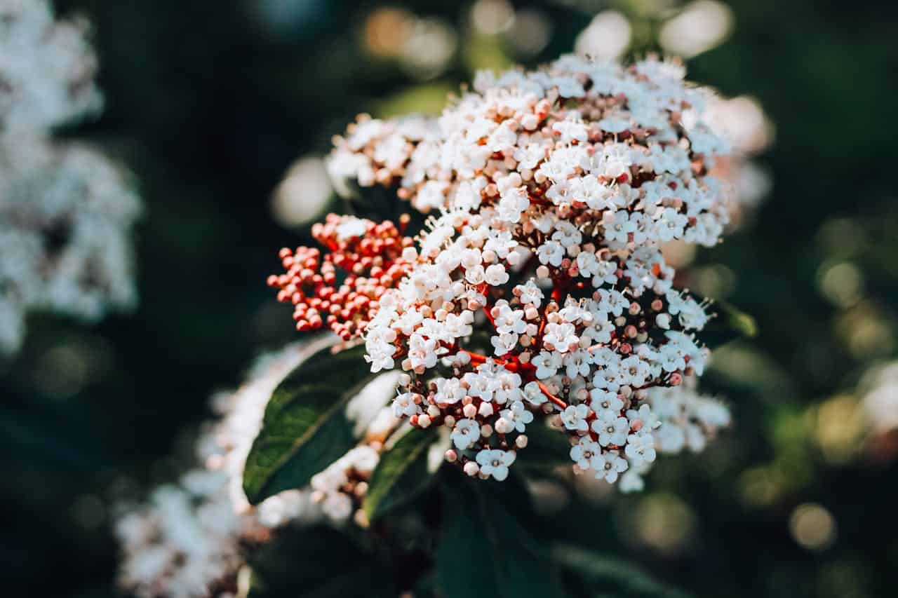 Close-up of Laurustinus flower cluster with tiny white blooms and red buds against blurred dark green background