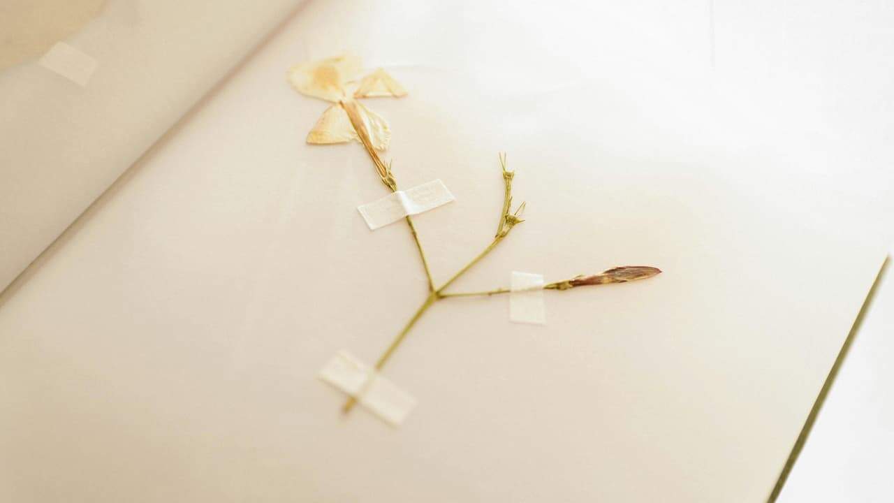 A pressed white flower with a green stalk carefully taped onto a book page, preserving its shape and details, photographed under soft natural light