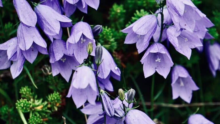 Close-up of vibrant purple bell-shaped flowers blooming among green foliage, with buds and stems visible in natural outdoor lighting