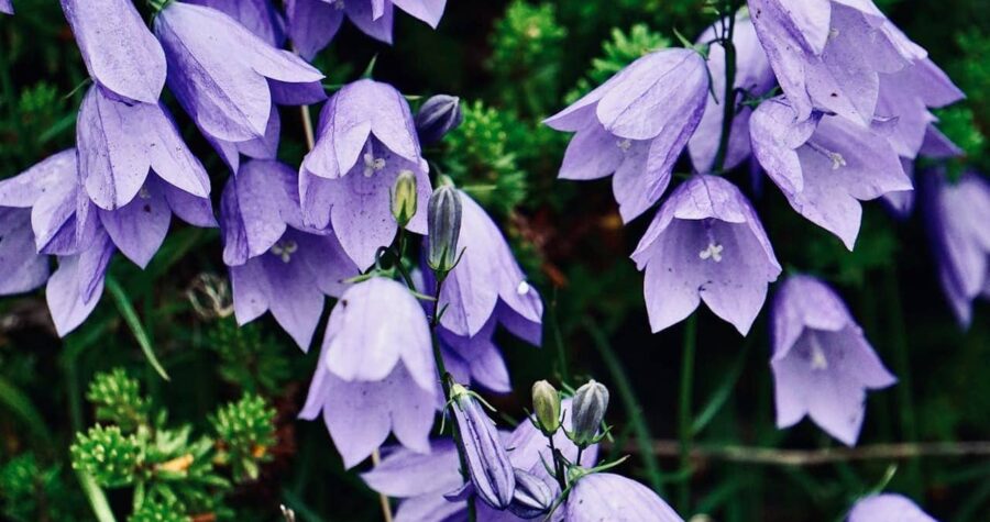 Close-up of vibrant purple bell-shaped flowers blooming among green foliage, with buds and stems visible in natural outdoor lighting