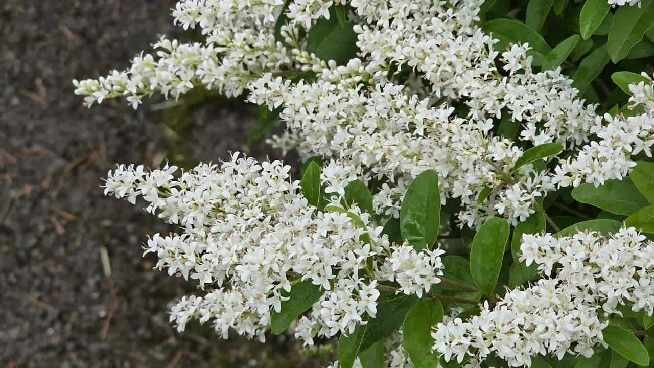 Dense clusters of small white North Privet flowers bloom among glossy green leaves, creating a lush display against a dark soil background