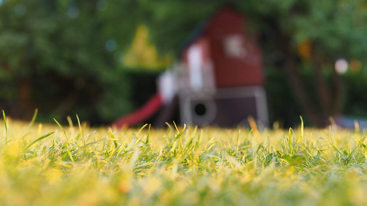 Yellowing grass in the foreground, blades appear thin and uneven, background shows a blurred red and white playhouse with a slide, surrounded by green trees, indicating a backyard setting
