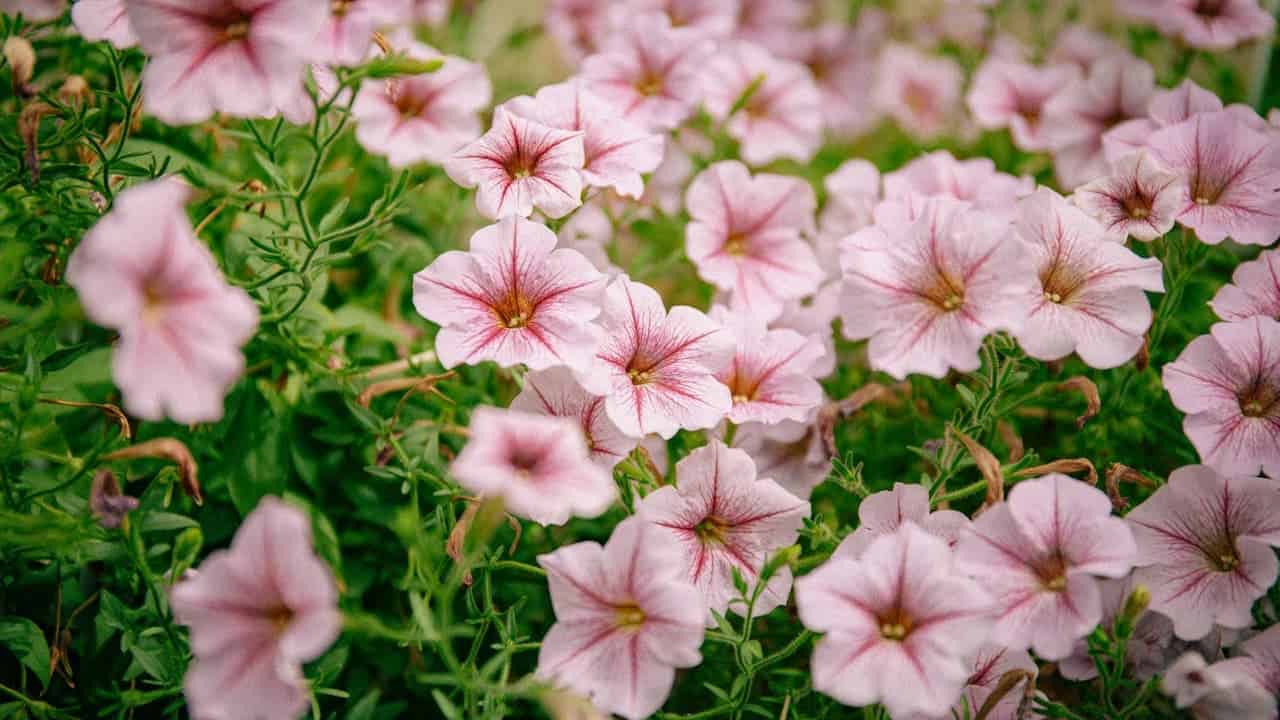 Vista Silverberry Petunia with dark veining radiating from centers, growing densely among green foliage in a garden setting