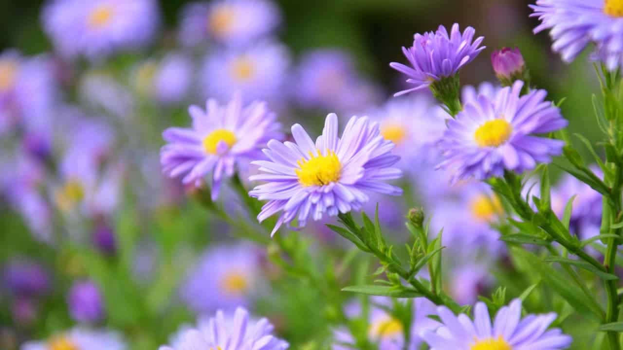 Lavender asters with bright yellow centers growing on green stems in garden, with blurred similar flowers in background