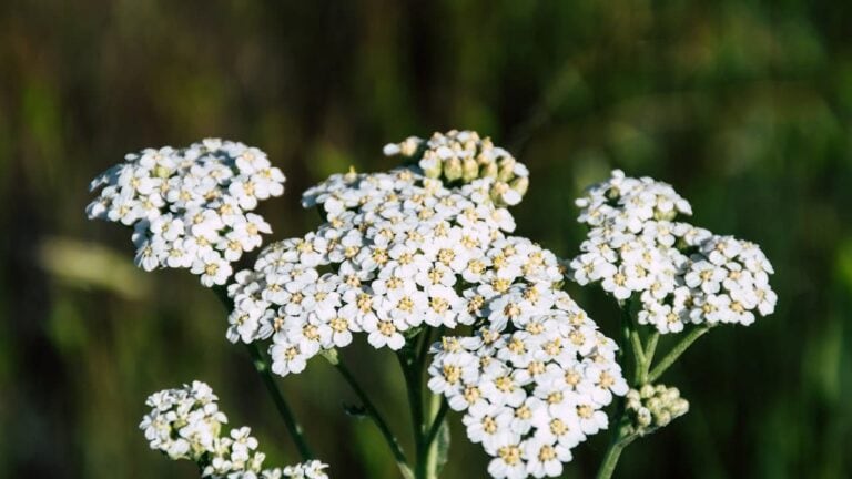 Clusters of tiny white yarrow flowers with yellow centers forming flat-topped umbels against blurred green natural background