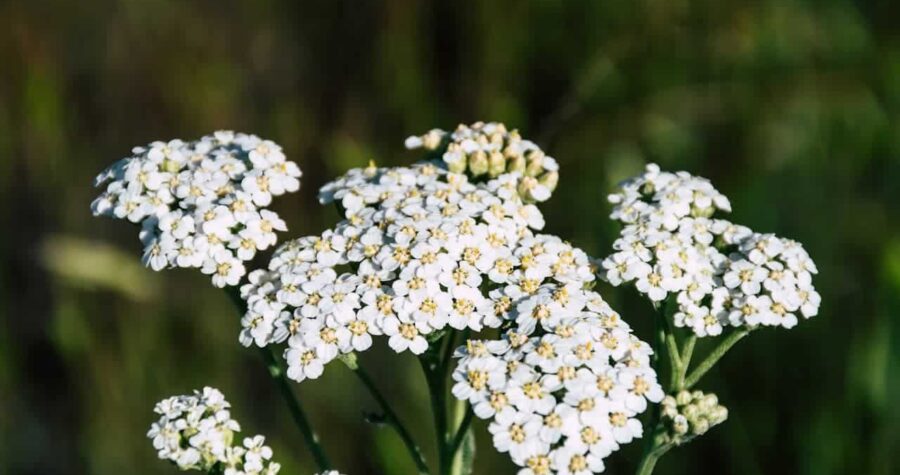 Clusters of tiny white yarrow flowers with yellow centers forming flat-topped umbels against blurred green natural background