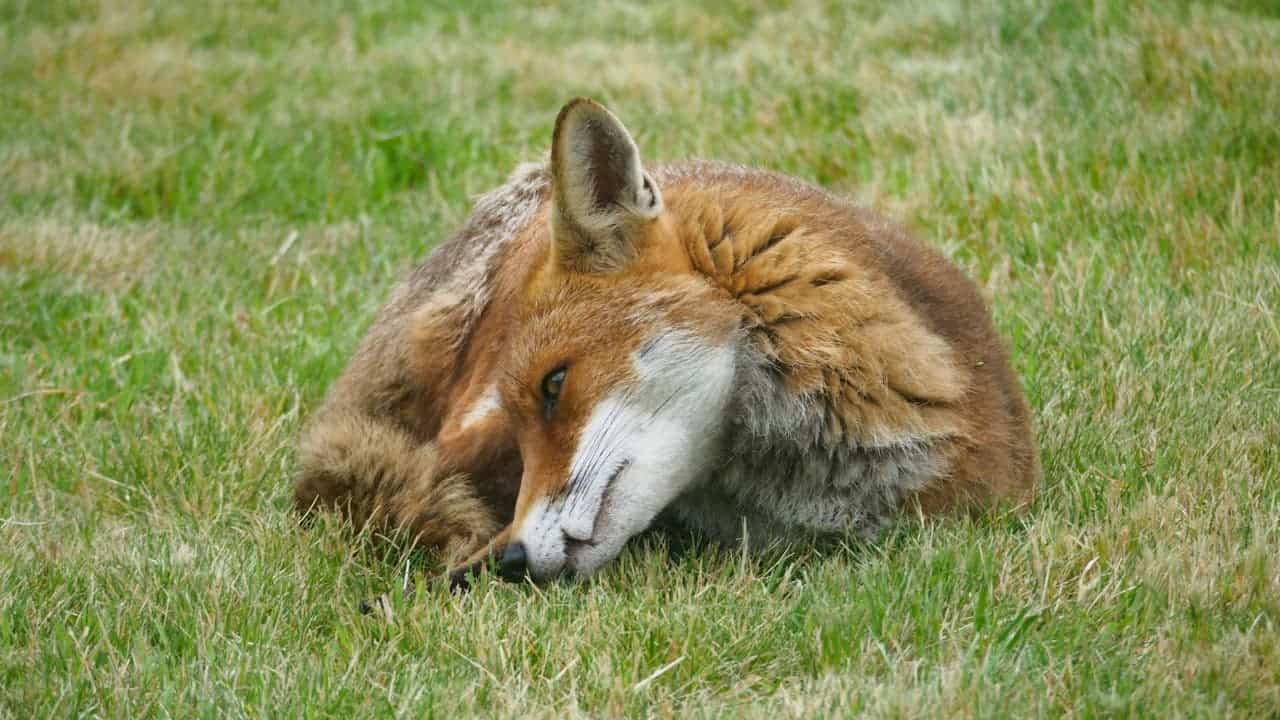 Red fox lying curled on patchy grass, resting head on ground, fur slightly ruffled, calm expression, lawn showing mixed green and brown tones