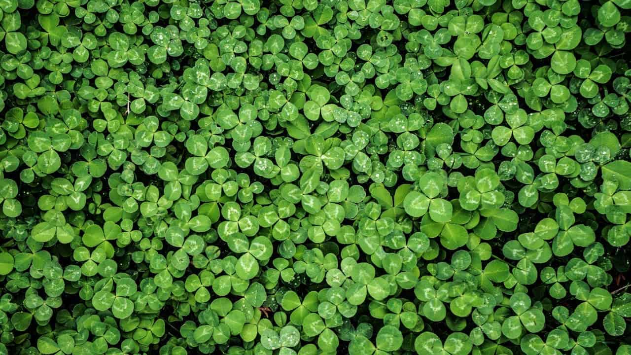 A dense patch of vibrant green clover leaves with water droplets scattered across, covering the entire ground in lush foliage