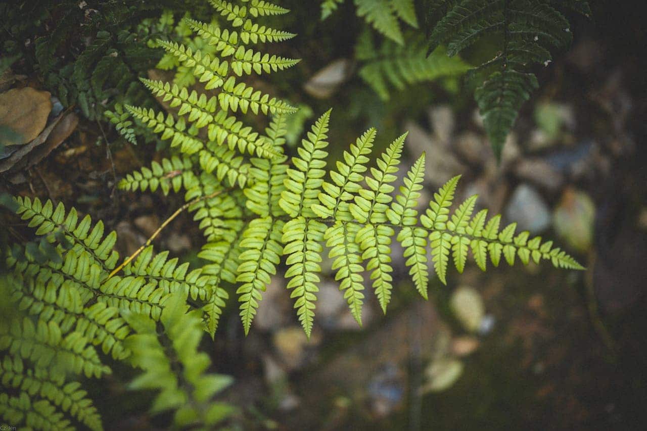 Close-up of vibrant green Soft Shield Fern fronds with delicate pinnate leaflets against blurred forest floor background