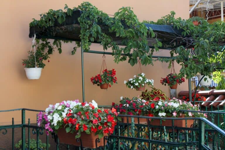 Balcony garden with hanging baskets of red and white flowers beneath vine-covered pergola against peach-colored wall having metal garden edging strips