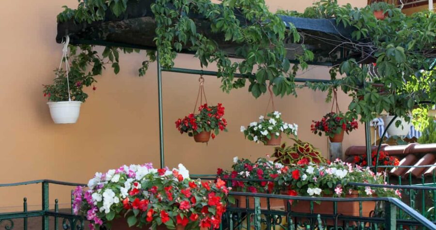 Balcony garden with hanging baskets of red and white flowers beneath vine-covered pergola against peach-colored wall having metal garden edging strips