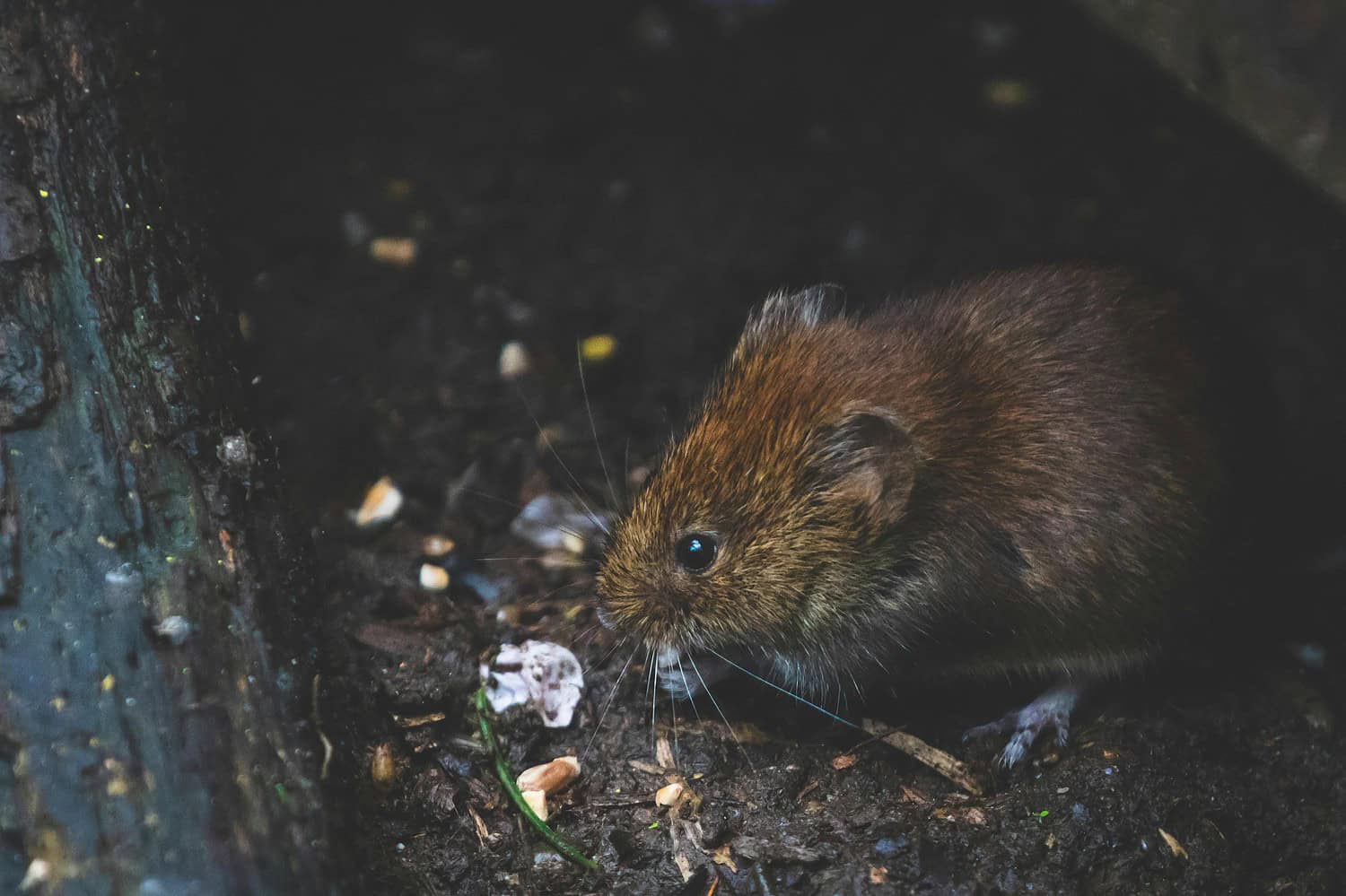 Small brown rodent, round body, dark eyes, foraging on damp soil, surrounded by scattered seeds and debris, low-light environment