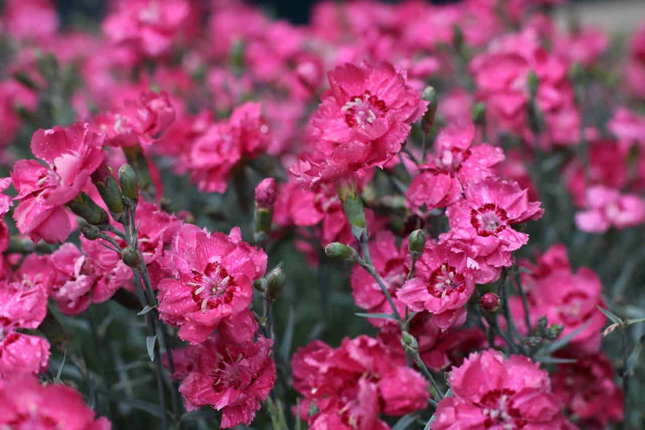 Vibrant pink dianthus flowers with frilled petals and darker centers blooming in a dense cluster against gray-green foliage