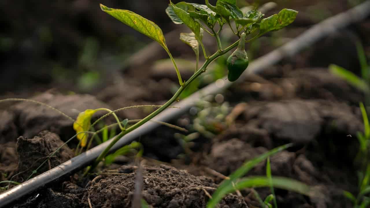 Close-up of a drip irrigation system with black tubing delivering water droplets directly to the base of plants