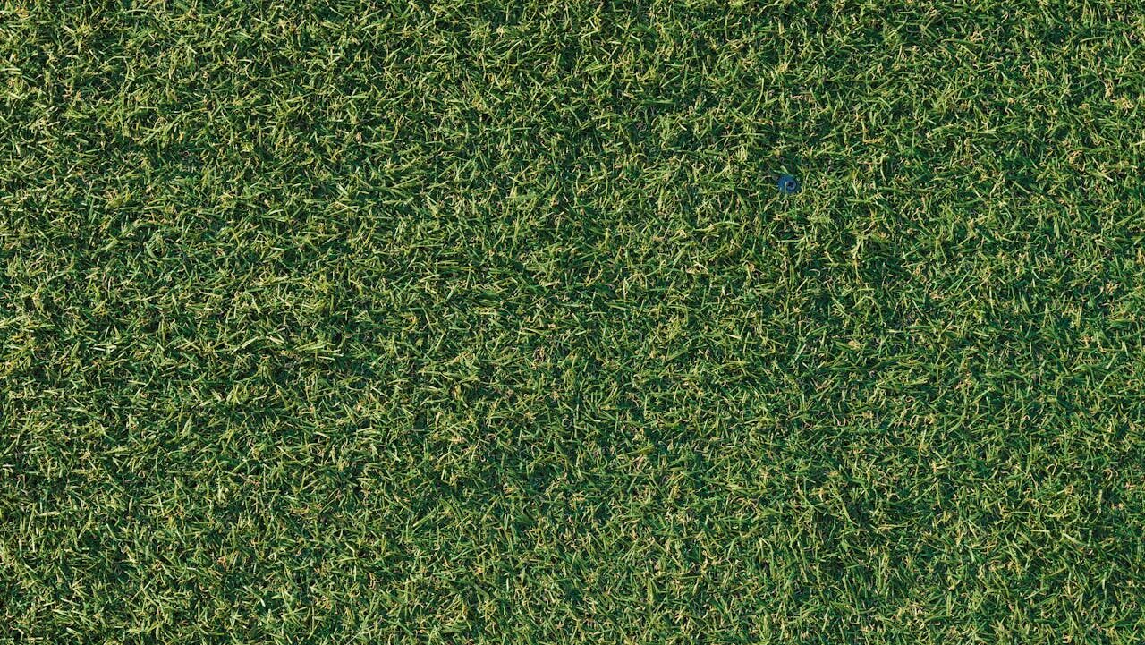 Close-up view of dense, uniform green grass, textured lawn surface, consistent short-cut turf, lush even ground cover