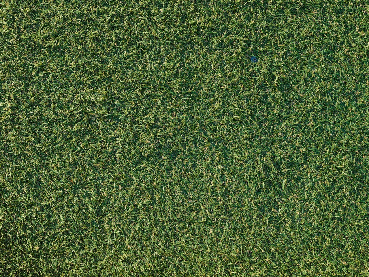 Close-up view of dense, uniform green grass, textured lawn surface, consistent short-cut turf, lush even ground cover