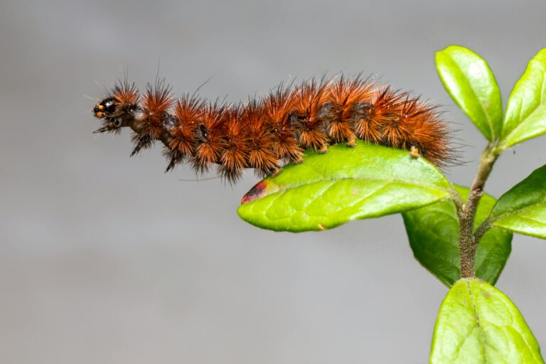 Close-up of a spiky, reddish-brown caterpillar crawling on a fresh green leaf, smooth gray background, detailed view of its bristly hairs and segmented body