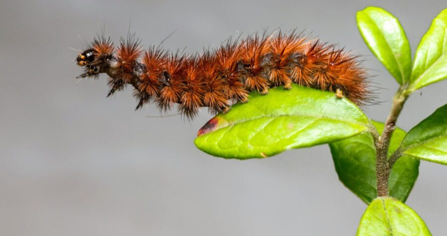 Close-up of a spiky, reddish-brown caterpillar crawling on a fresh green leaf, smooth gray background, detailed view of its bristly hairs and segmented body