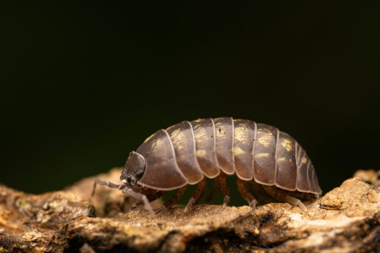 Close-up of a pill bug, also known as a woodlouse, walking on rough bark, segmented brown exoskeleton with pale markings, visible antennae and legs, dark green blurred background