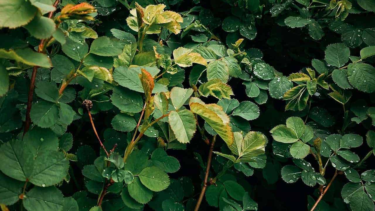 Close-up of deep green rose leaves with serrated edges, some newly emerging leaves showing lighter green and reddish tints