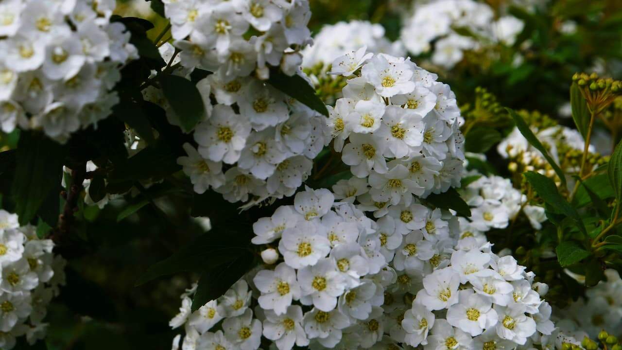 Clusters of small white flowers with yellow centers blooming on a dense green shrub, surrounded by dark green leaves