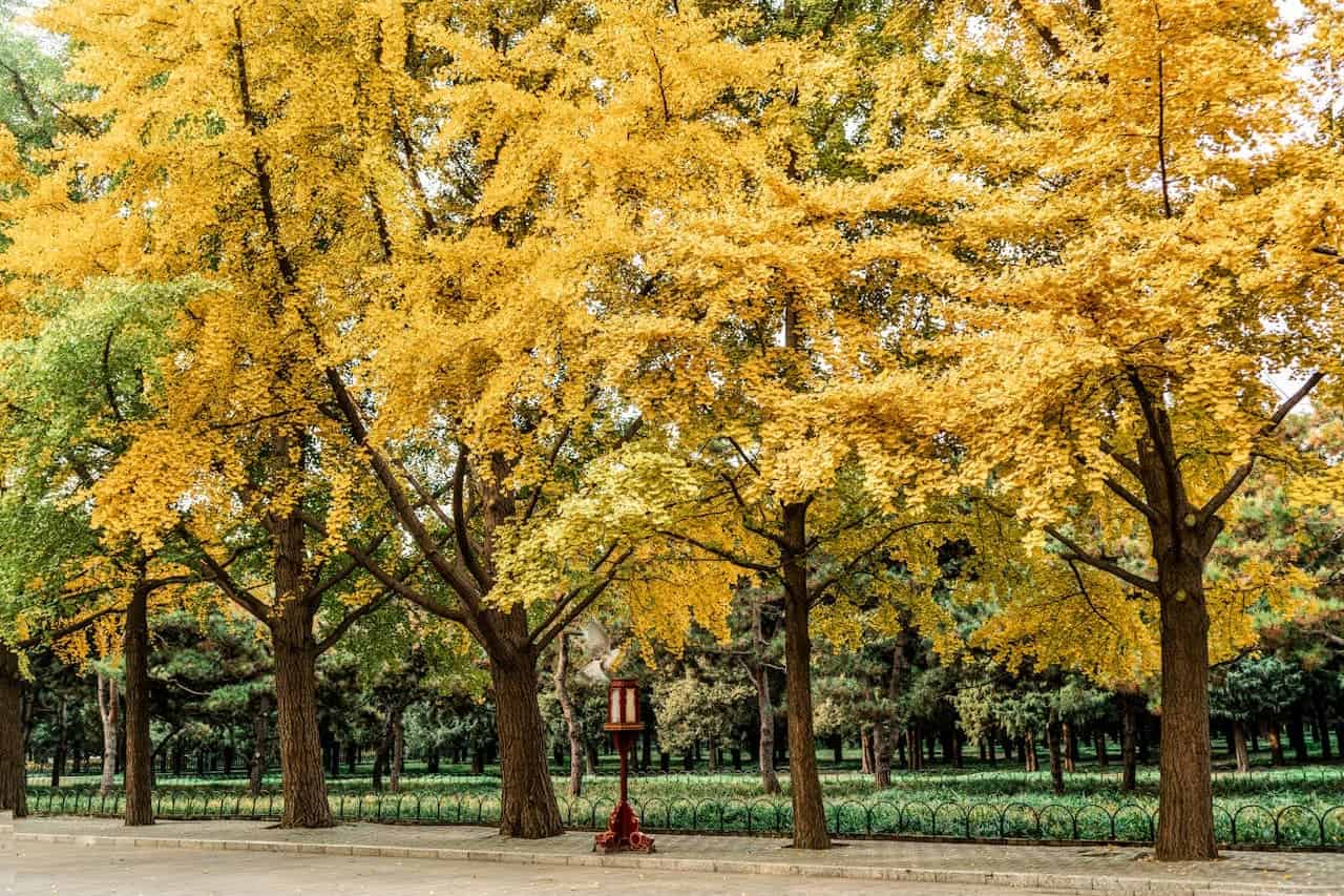 Row of ginkgo trees with bright golden-yellow autumn foliage lining a park path with green fence and lamp post