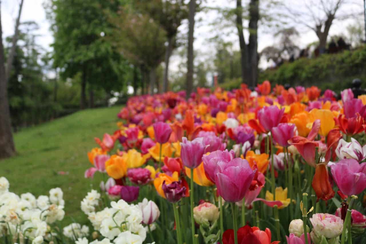 Vibrant tulip garden with pink, yellow, orange, and white flowers blooming alongside green lawn and trees in background
