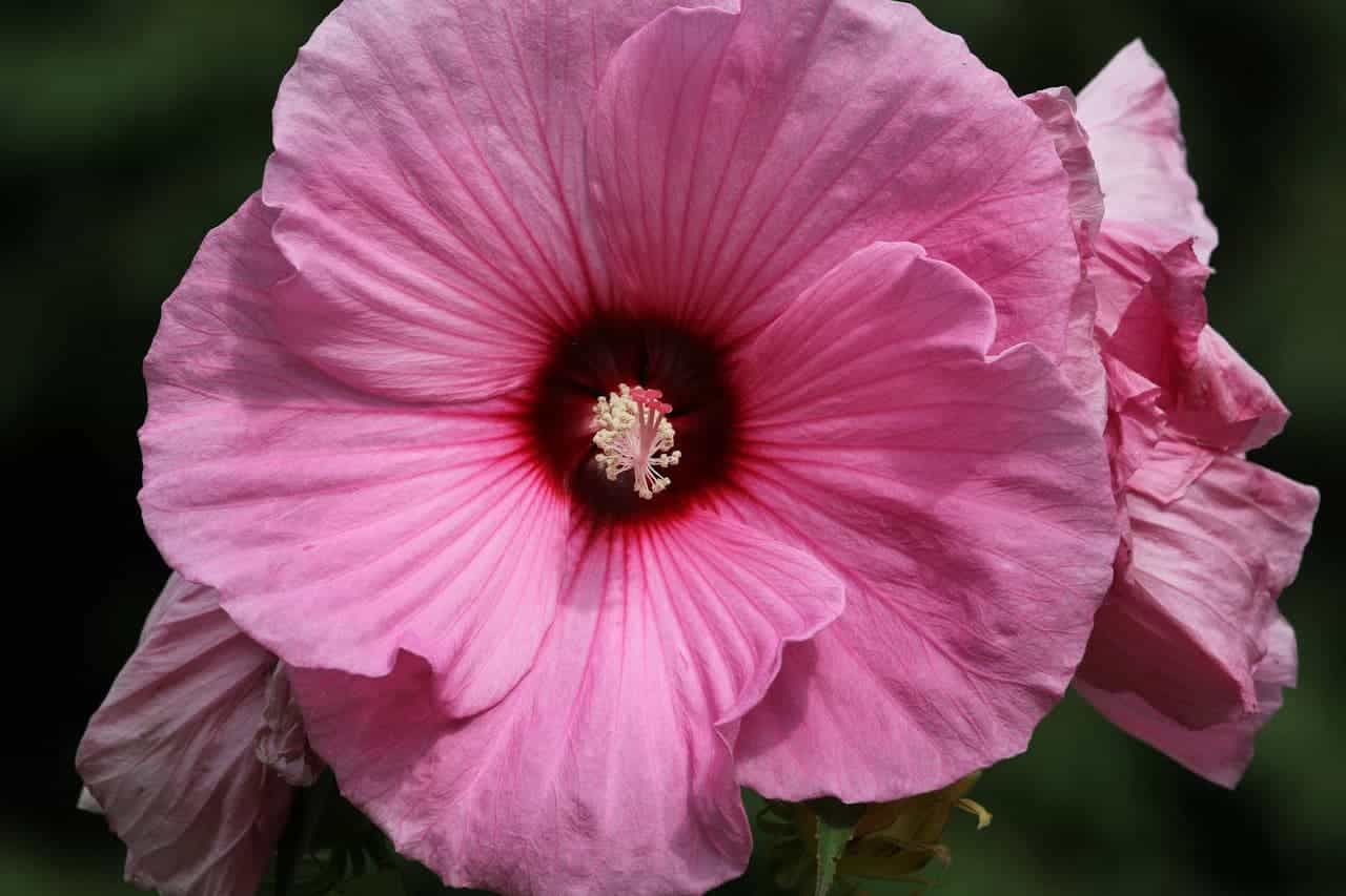 Close-up of a Perennial Hibiscus flower with dark red center and prominent stamen against blurred dark green background