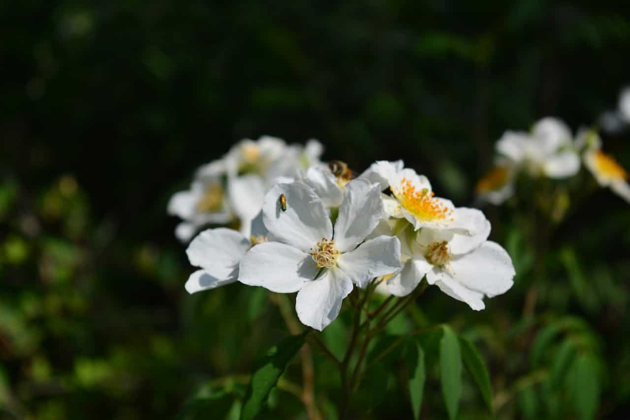 White Multiflora Rose with yellow centers blooming in sunlight against blurred green foliage background. Small insect visible on flower