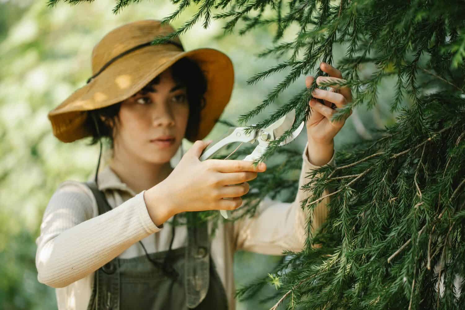 Person wearing wide-brimmed hat using pruning shears to trim evergreen tree branches, focused on detailed pruning work