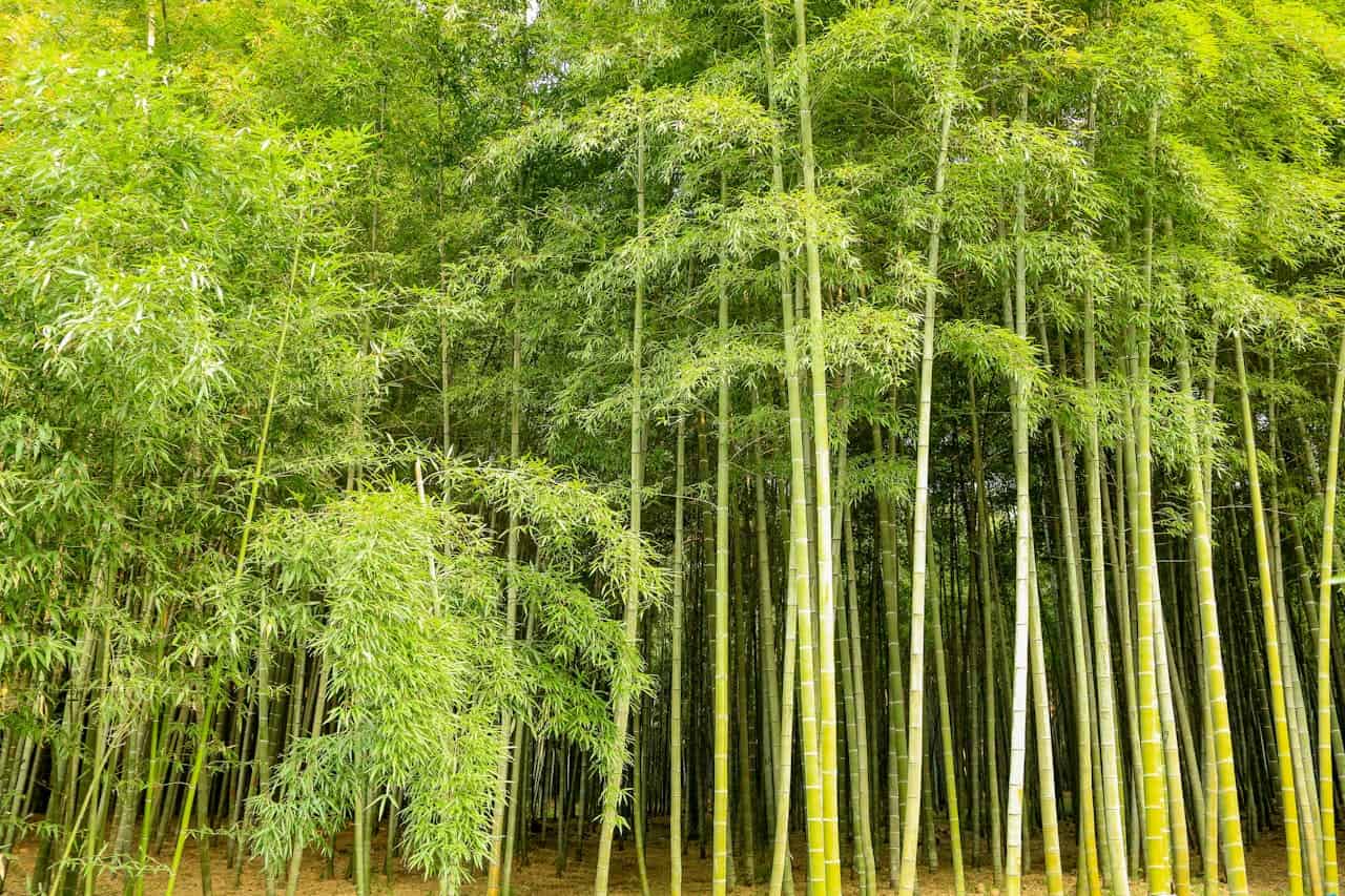 Dense running bamboo grove with tall green and yellow stalks rising vertically, topped with feathery leaves forming a natural canopy