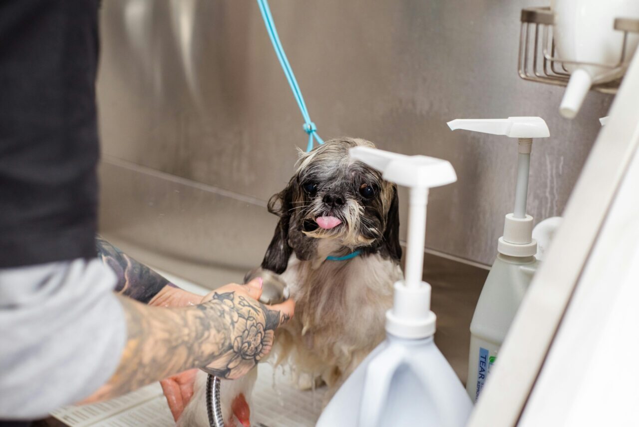 Small dog being bathed, wet fur, pink tongue out, blue leash attached, tattooed groomer rinsing, surrounded by shampoo bottles, stainless steel wash station